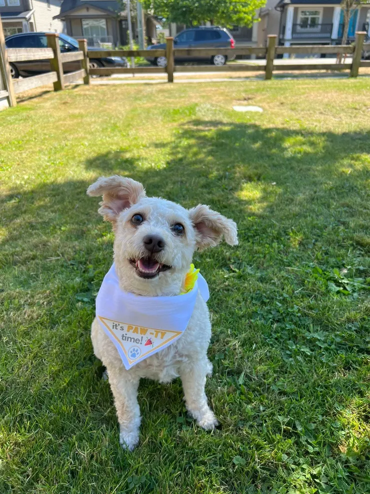 Client dog