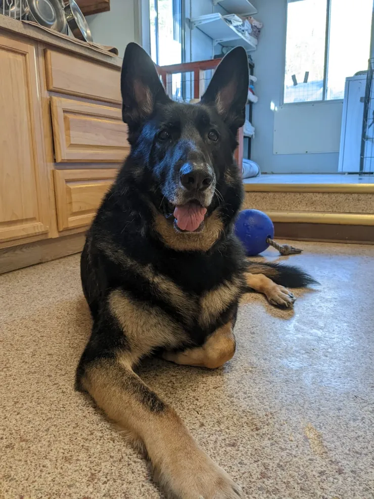 Client dog