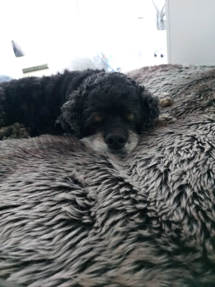 Client dog
