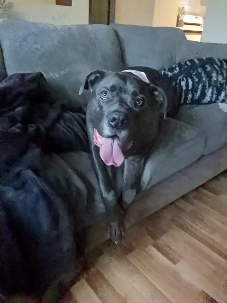 Client dog