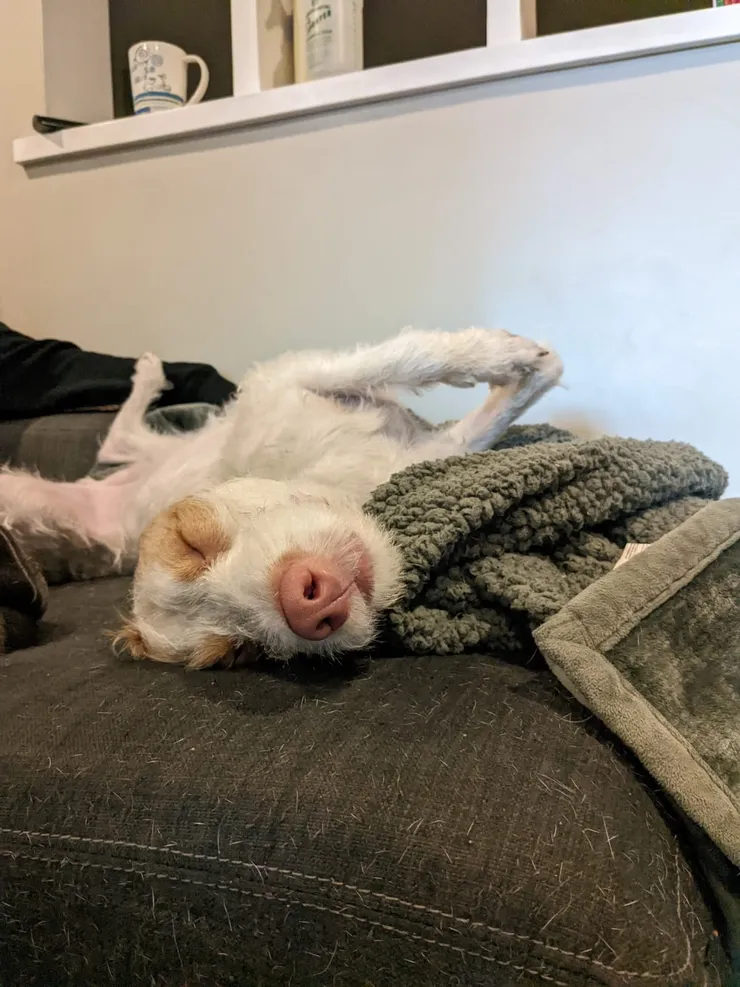 Client dog