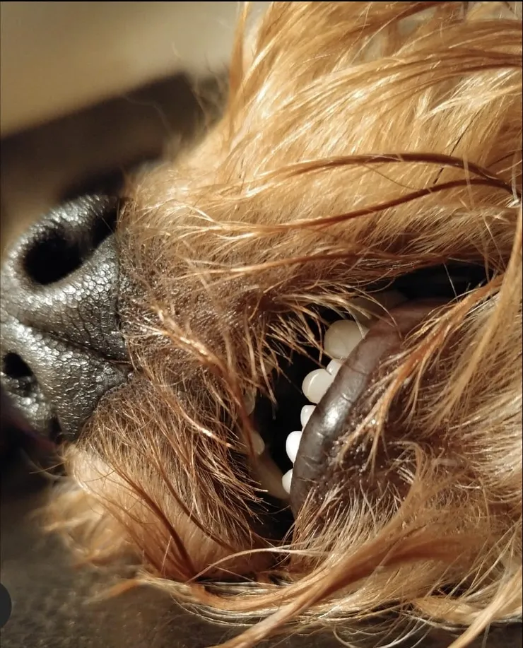 Client dog