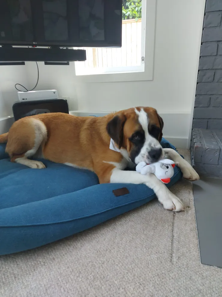 Client dog