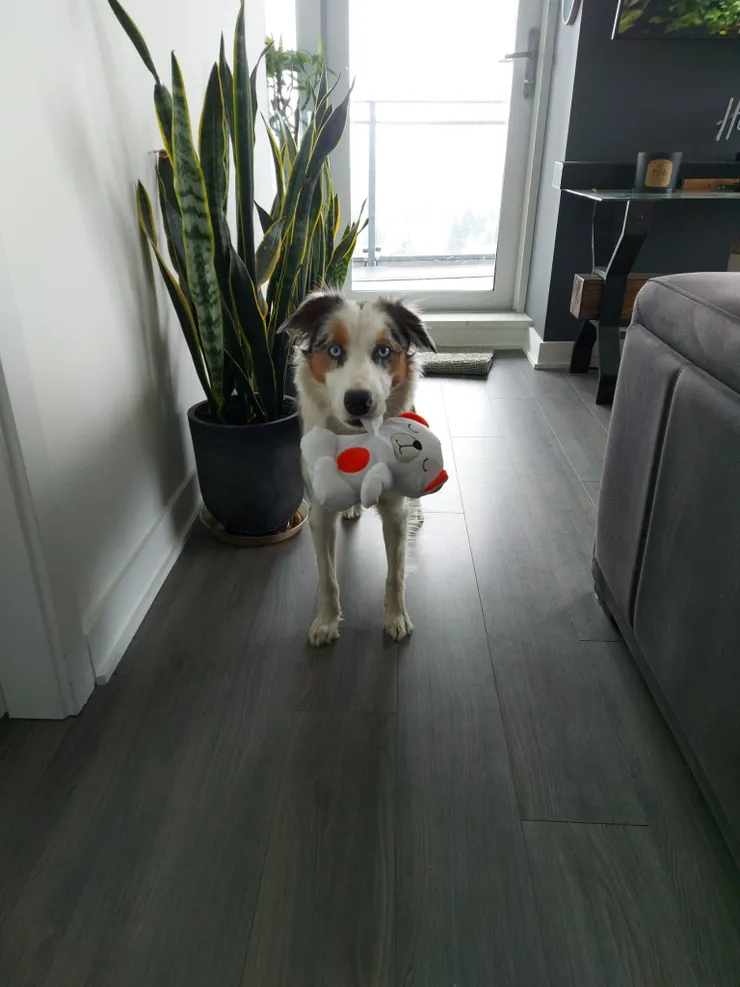 Client dog