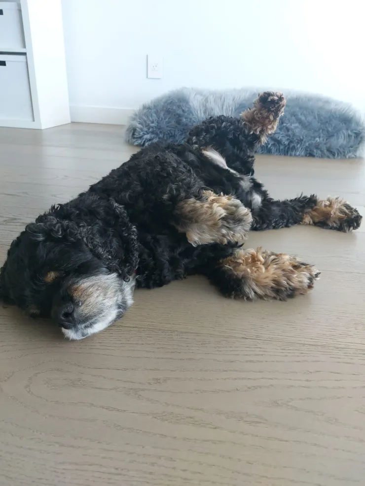 Client dog